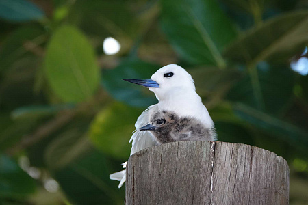 Fregate Island Private