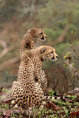 andBeyond Phinda Mountain Lodge