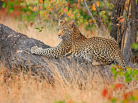 andBeyond Phinda Mountain Lodge