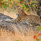andBeyond Phinda Mountain Lodge