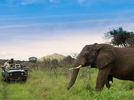 andBeyond Phinda Mountain Lodge