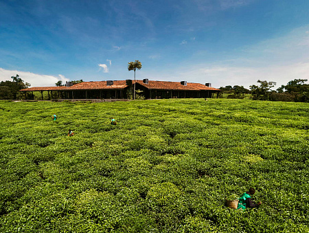 One&Only Nyungwe House