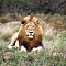 andBeyond Phinda Forest Lodge