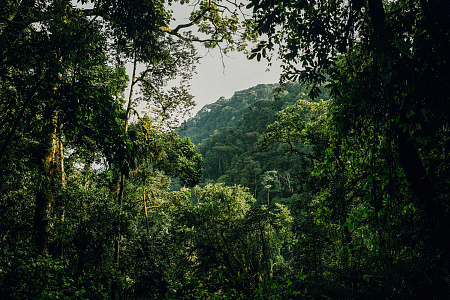 One&Only Nyungwe House