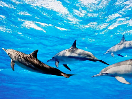 AYADA MALDIVES