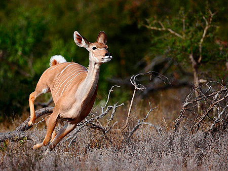 andBeyond Phinda Mountain Lodge