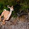 andBeyond Phinda Mountain Lodge