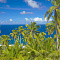 Fregate Island Private