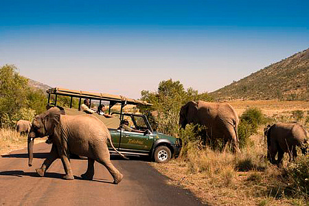 Bakubung Bush Lodge (Pilansberg National Park)