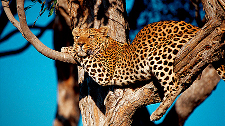 andBeyond Phinda Vlei Lodge