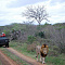 andBeyond Phinda Forest Lodge