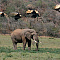 Tshukudu Bush Lodge (Pilansberg National Park)