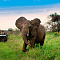 andBeyond Phinda Vlei Lodge