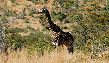 Tshukudu Bush Lodge (Pilansberg National Park)