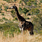 Tshukudu Bush Lodge (Pilansberg National Park)