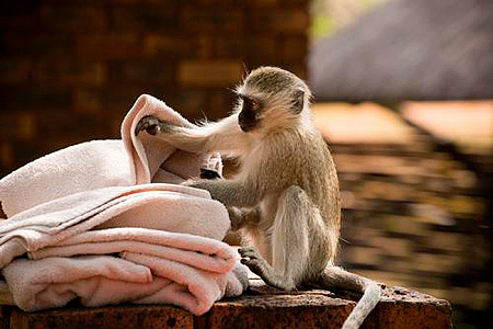 Bakubung Bush Lodge (Pilansberg National Park)