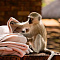 Bakubung Bush Lodge (Pilansberg National Park)